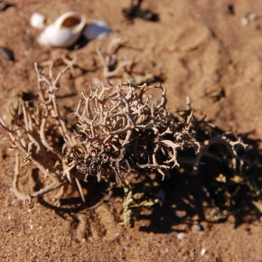 Única población conocida del líquen "Cuernos del Desierto", en peligro crítico